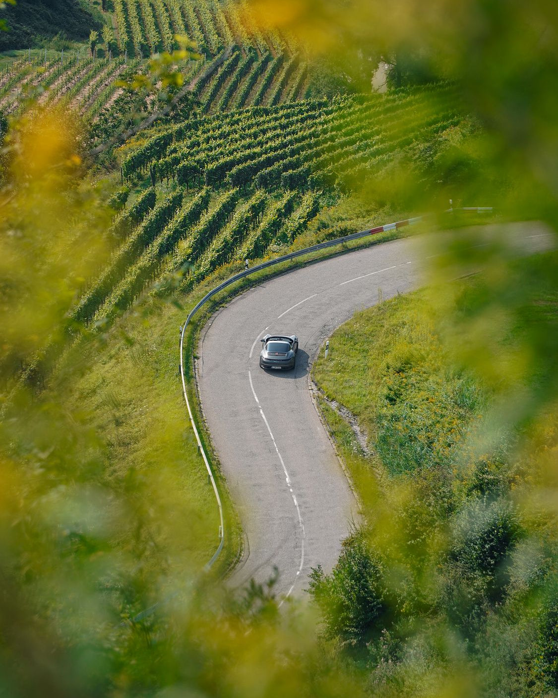 Through the Vines